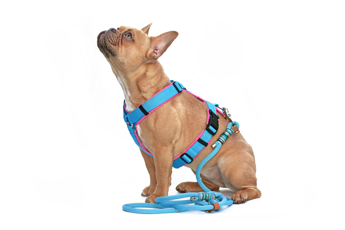 How to choose the right harness for your dog