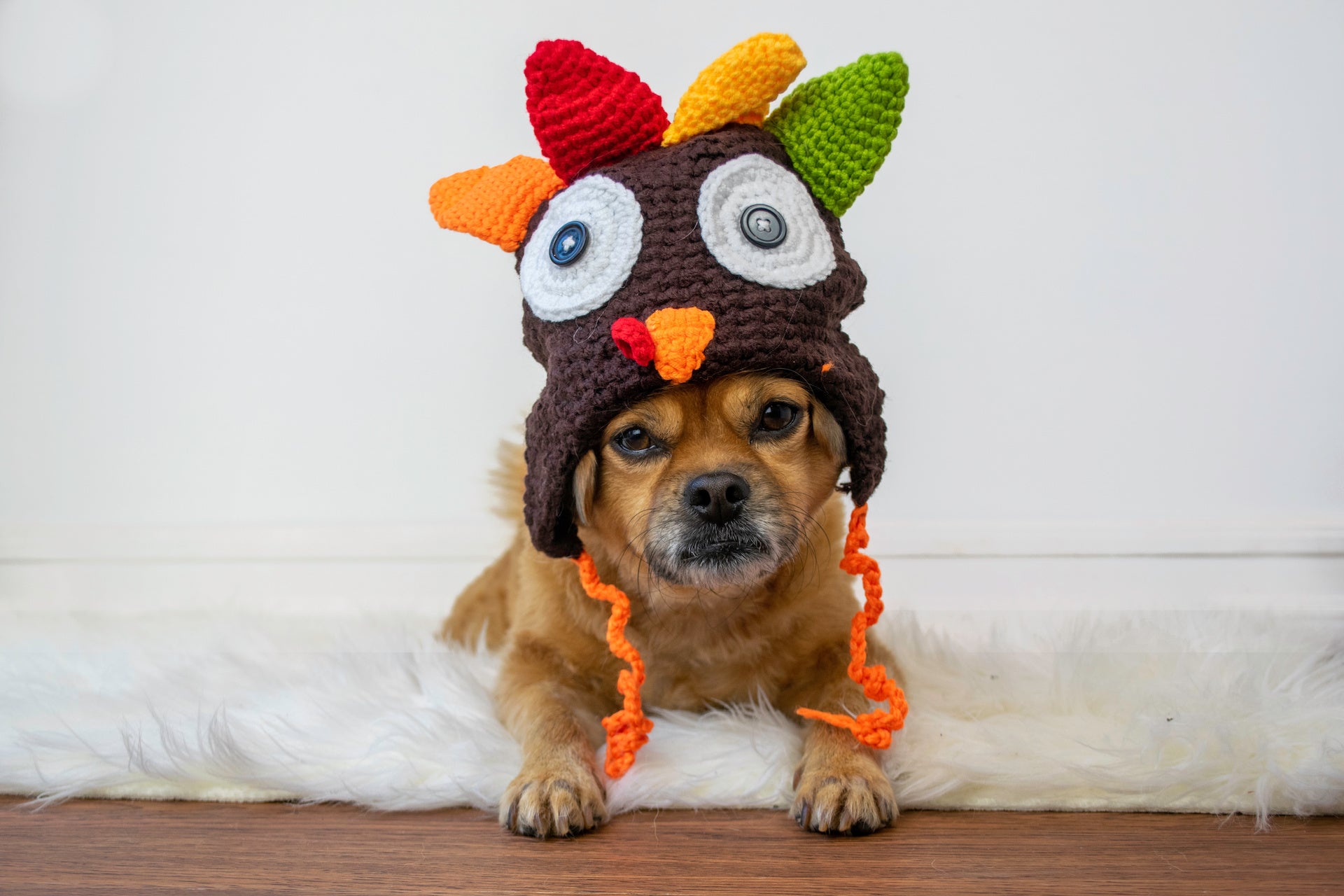 Thanksgiving Feast for Fido: What Your Dog Can and Can't Eat