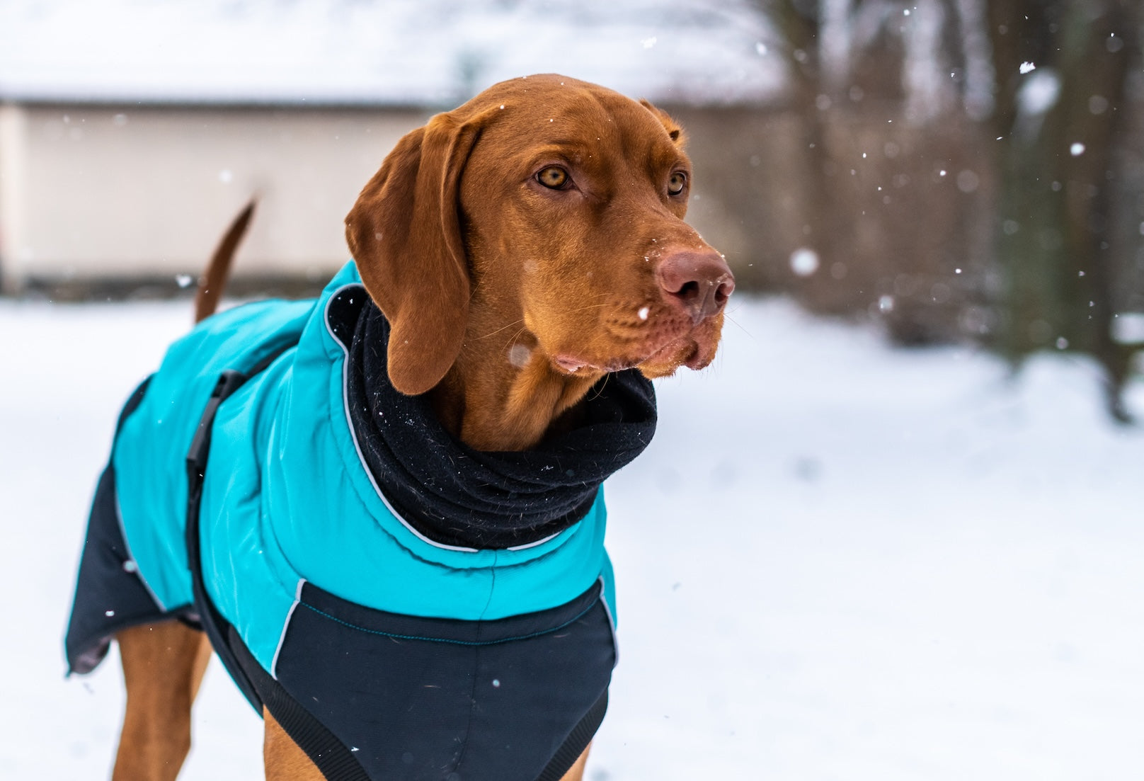 dog wearing coat in wintertime snow