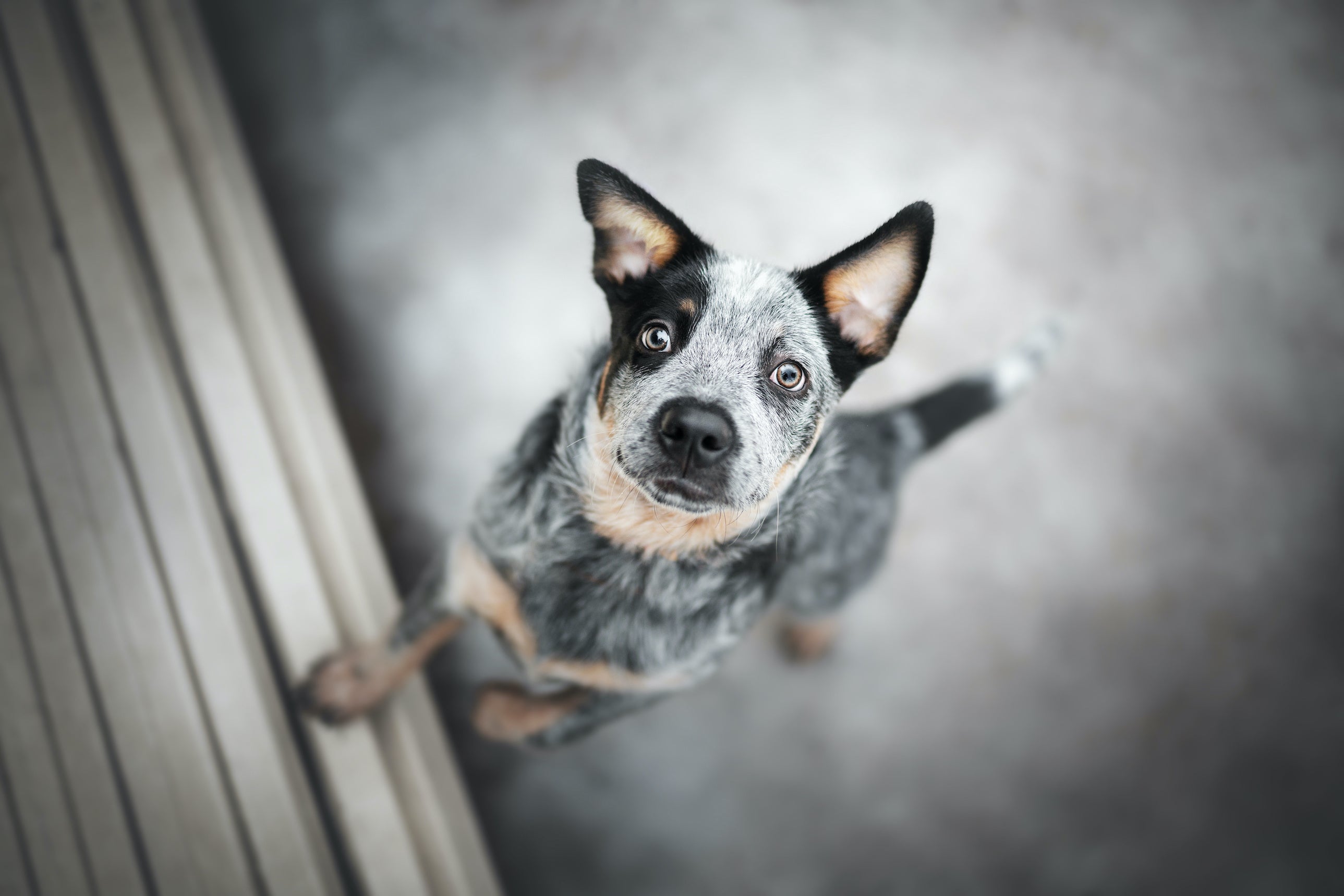 What to know before adopting a herding dog