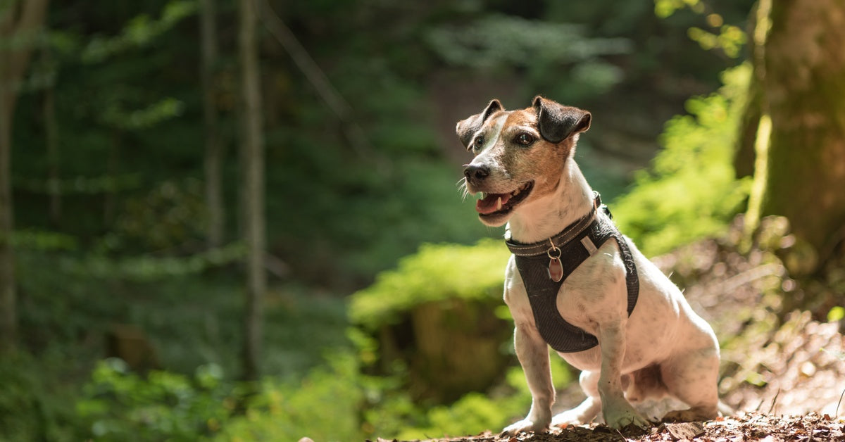A small Jack Russell terrier wearing a black harness with a name tag sits on a pile of brown leaves in a forest.