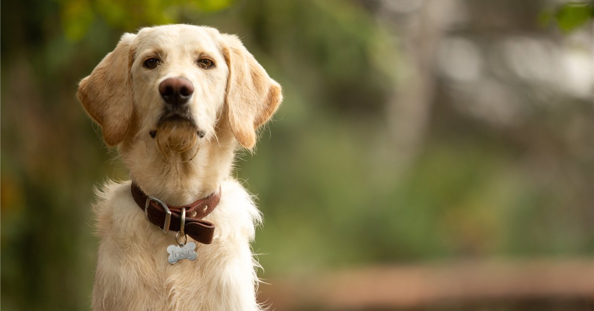 A light, golden retriever with a brown collar and a dog tag named "Josie" sits outdoors in a park.