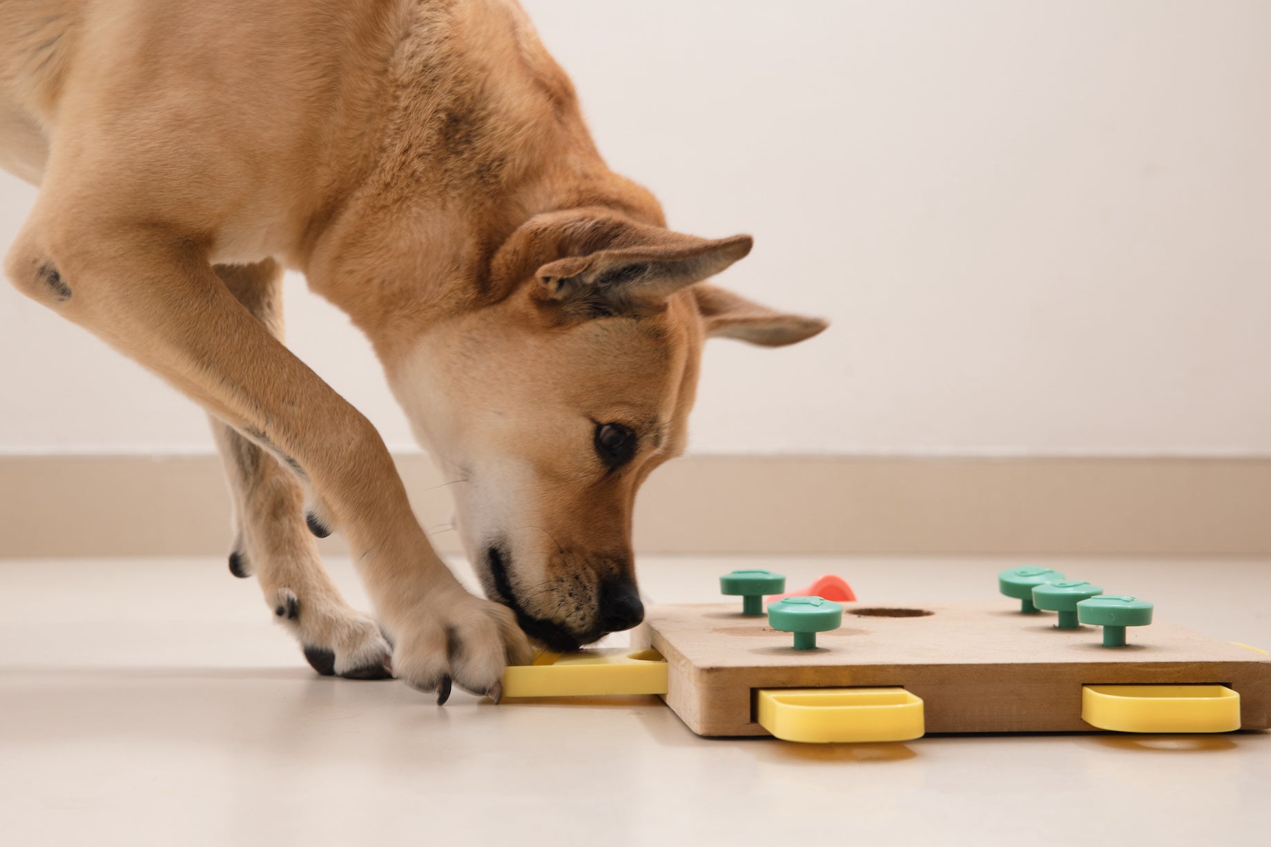 CHOOSING-THE-RIGHT-DOG-TOY