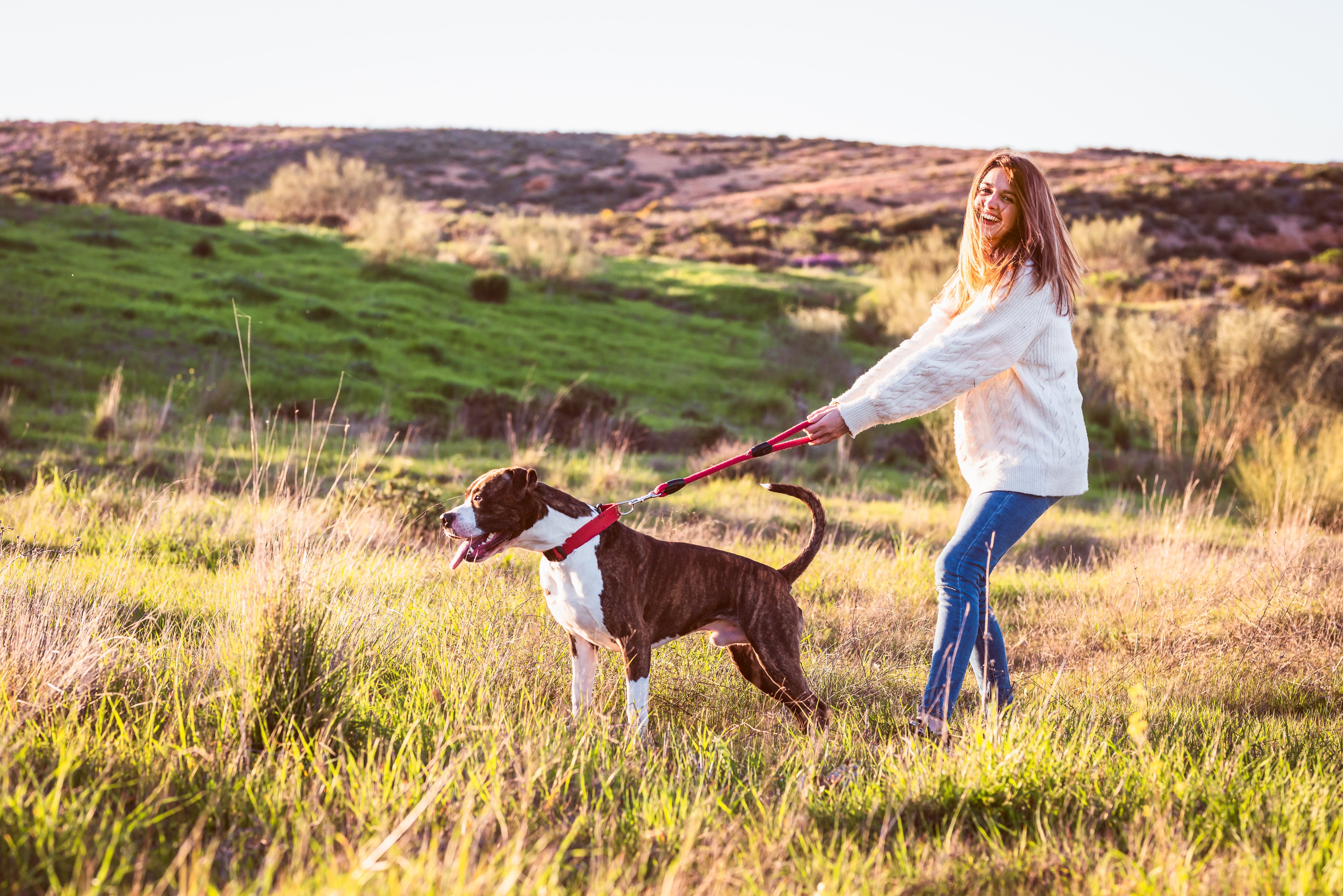 How to safely use a Martingale Collar for your dog