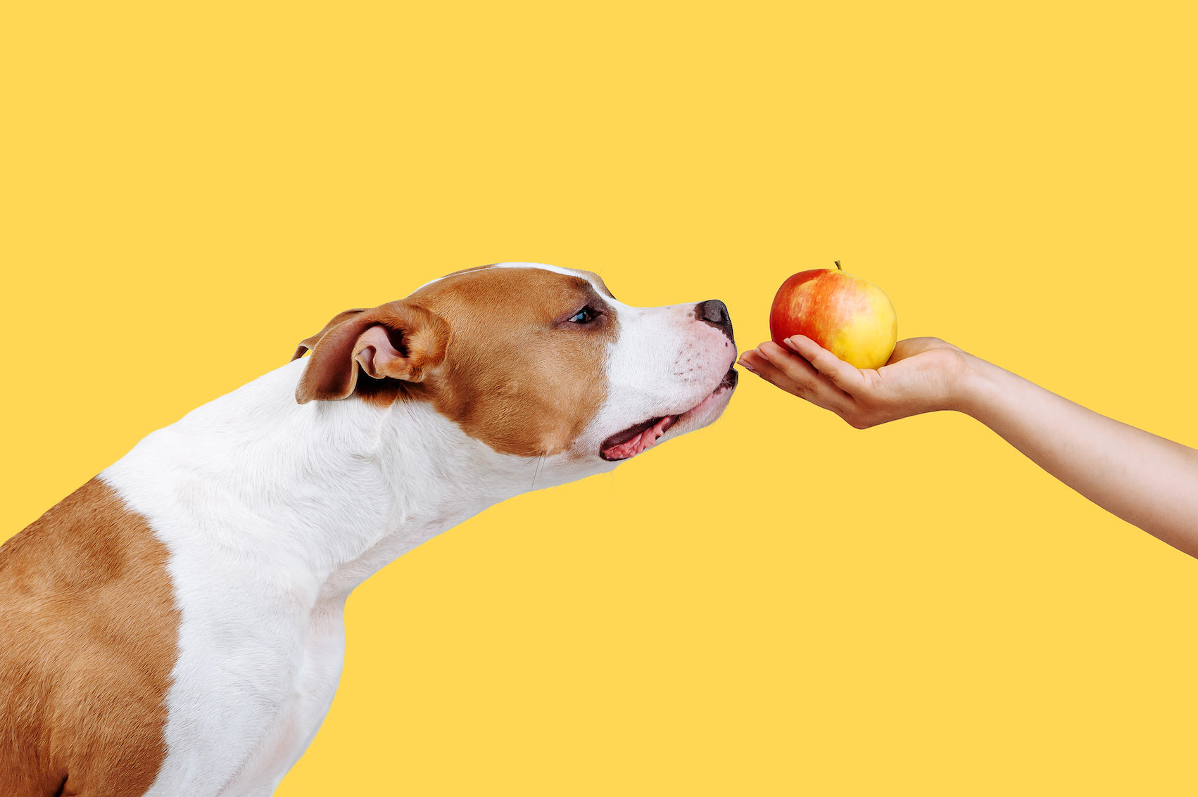 Healthy Bites Fruits and Vegetables Dogs Can Enjoy