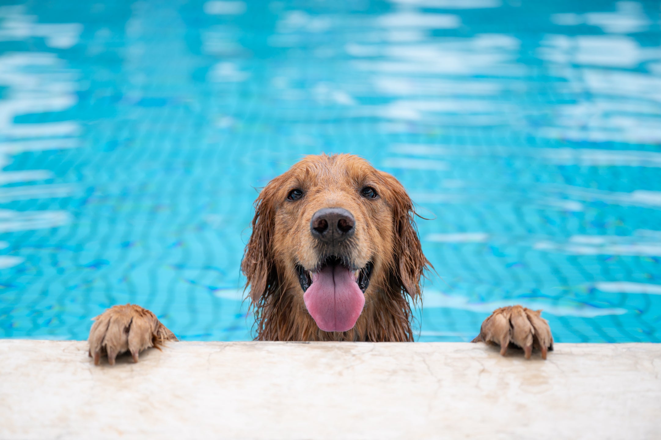 SWIMMING-POOL-SAFETY-FOR-DOGS-BLOG