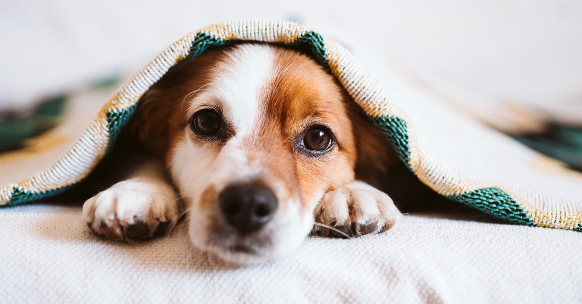 A Jack Russel dog resting beneath a blanket with triangular patterns. The dog's face and front paws are sticking out.