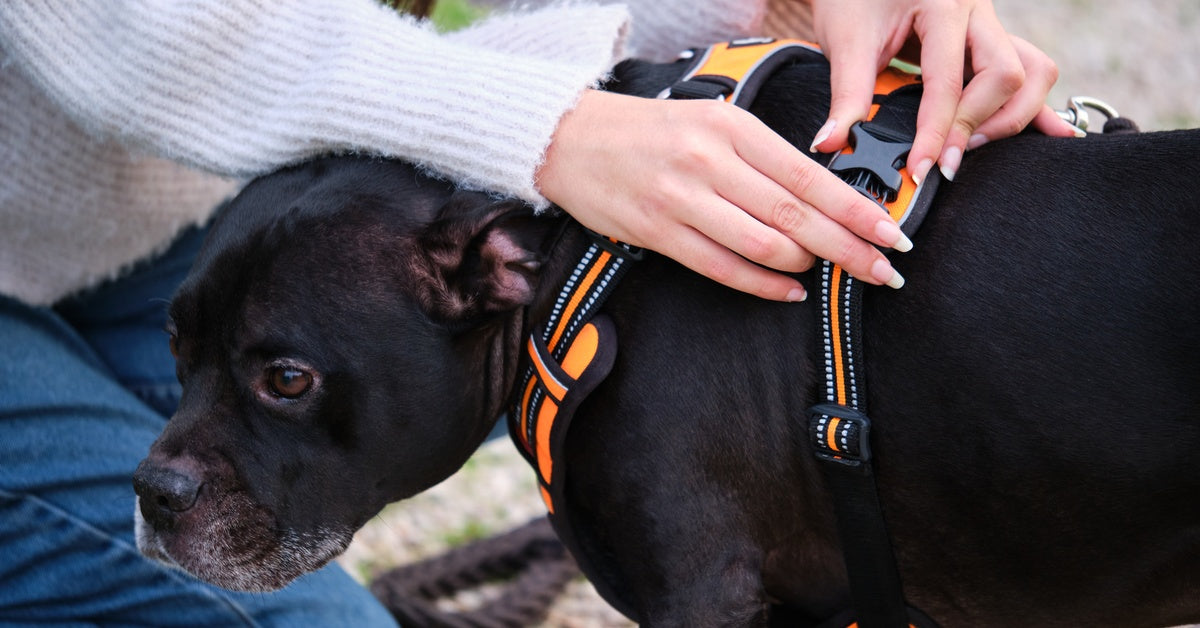 A woman in a sweater is putting an orange and black harness onto a black dog. She's adjusting the straps near its back.