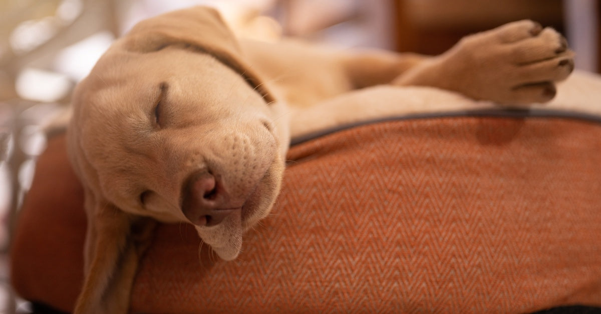 A Labrador puppy is laying on an orange pillow bed with its eyes closed. Its head is hanging off over the side.