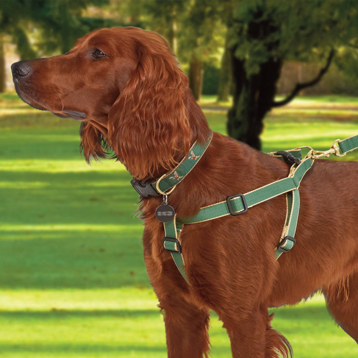 Web Stripe L XL Faux Leather Dog Harness in Multicoloured - Gucci