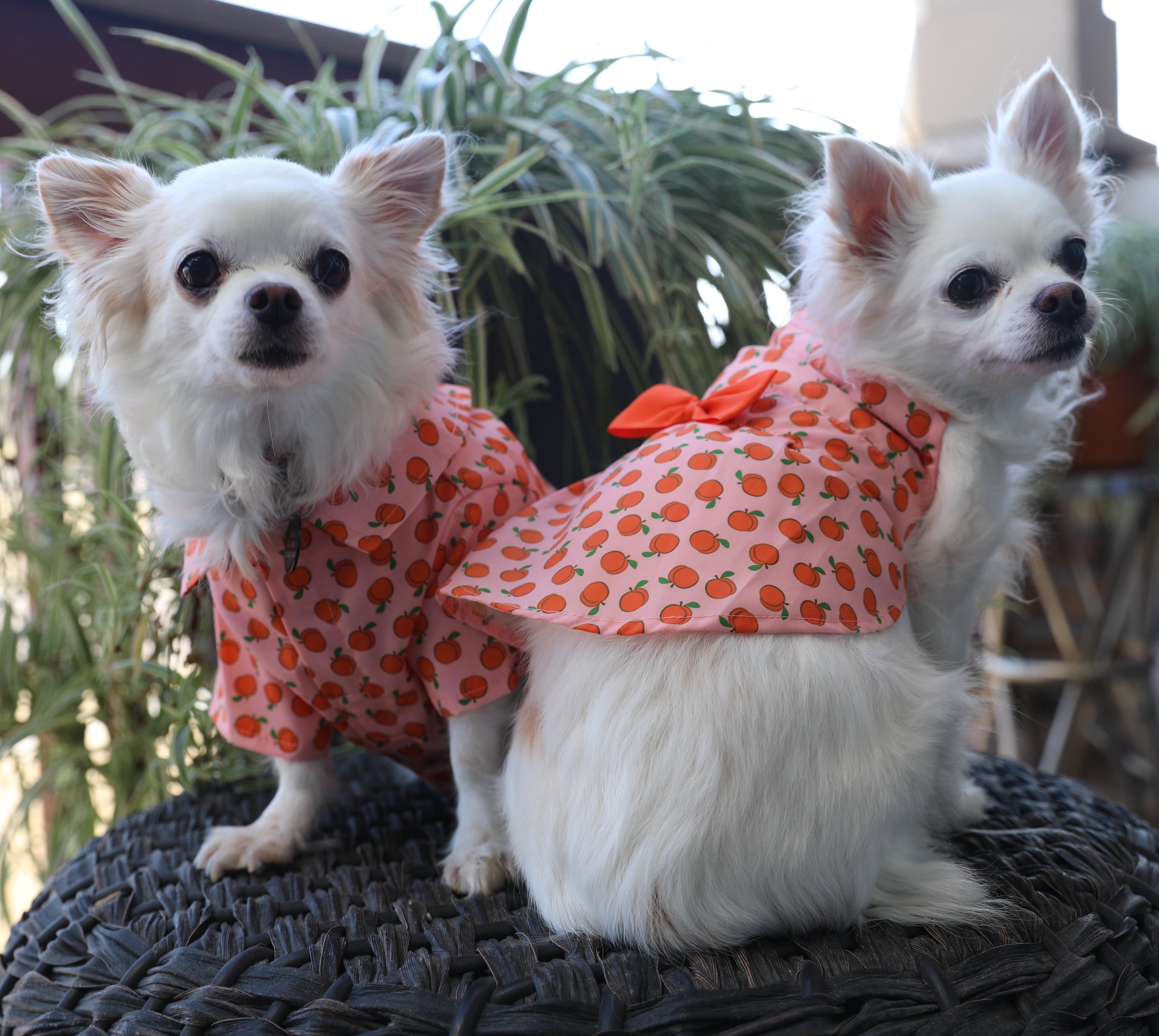 Blind Dog Apparel Prescott Valley Az Dog Apparel Dog Clothes