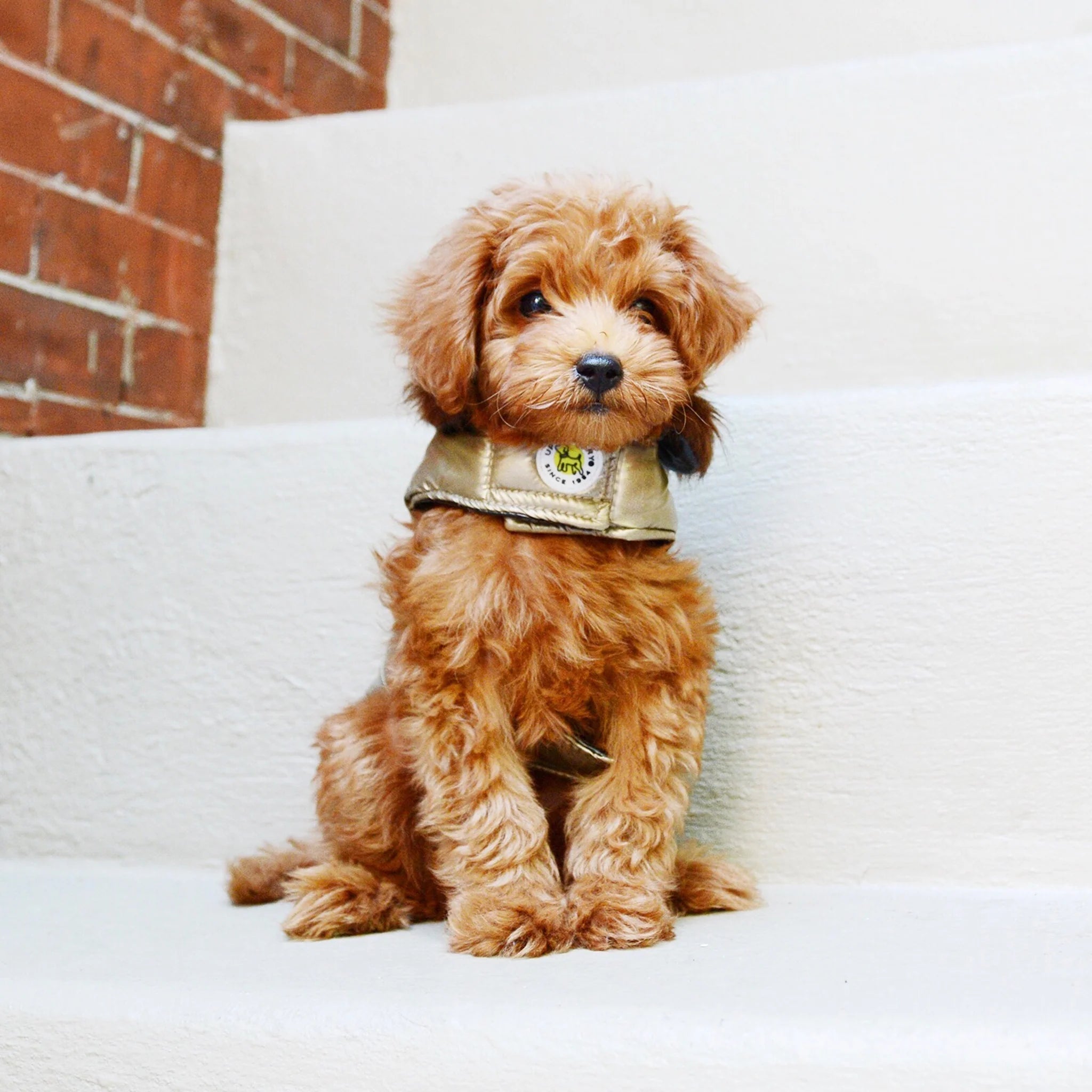 Small brown dog wearing a gold sweater sitting on a white couch with a brick wall background