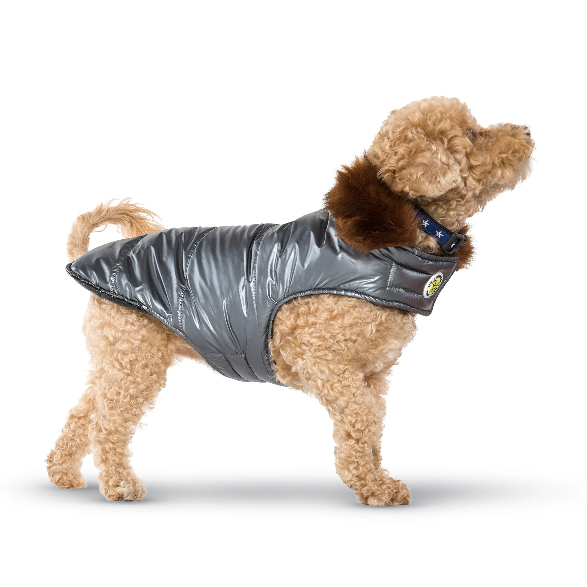 Dog wearing a gray puffer vest on a white background