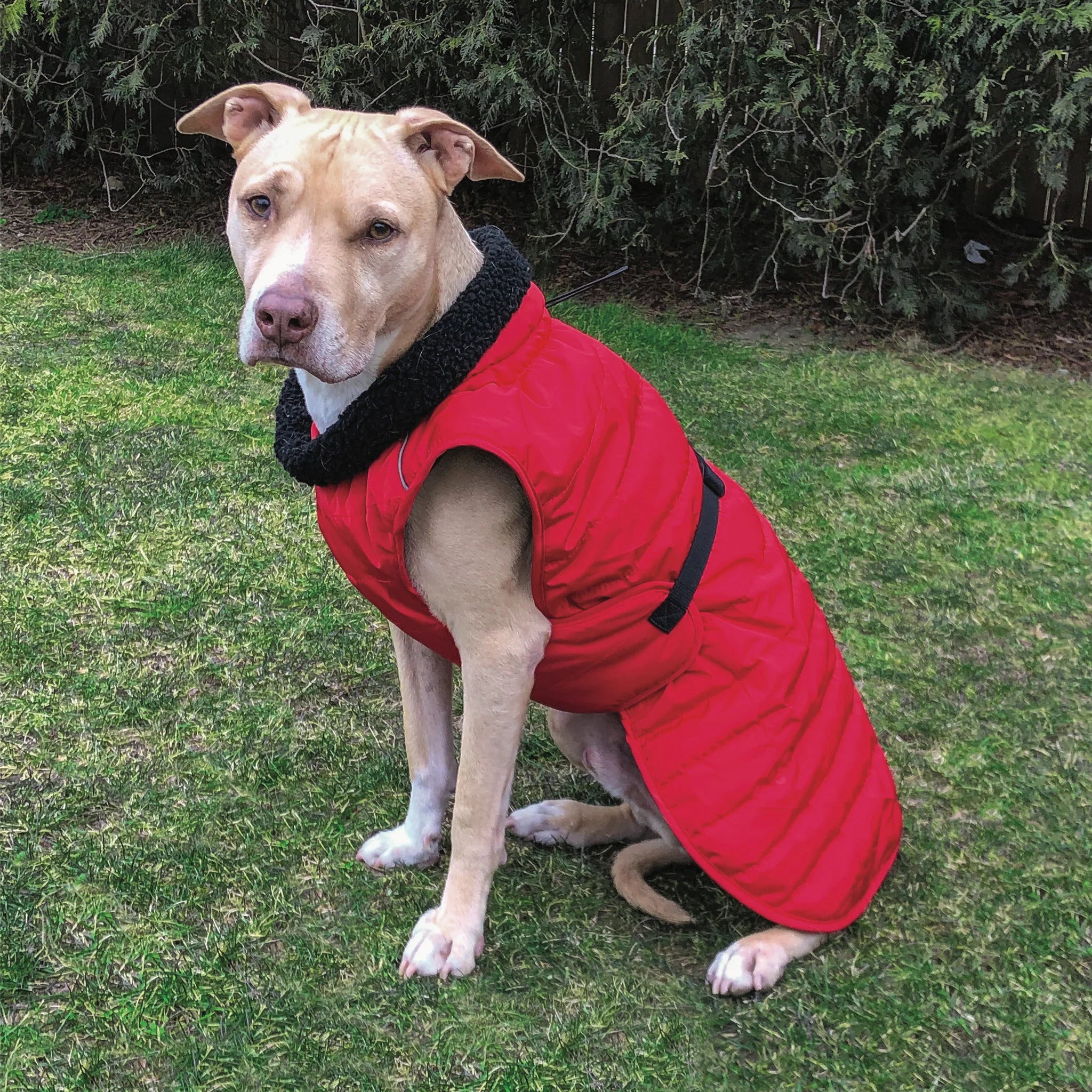 Dog wearing a red puffer vest sitting on grass with trees in the background