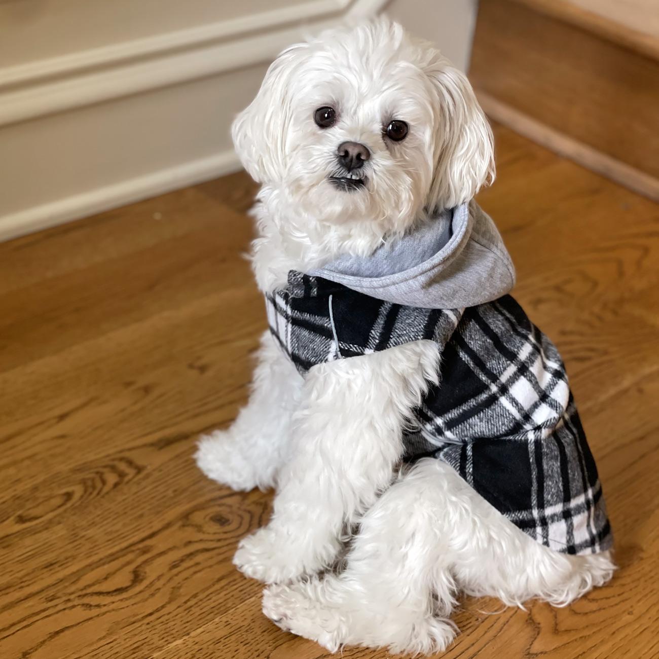 Small white dog wearing a gray sweater and plaid scarf on a wooden floor.