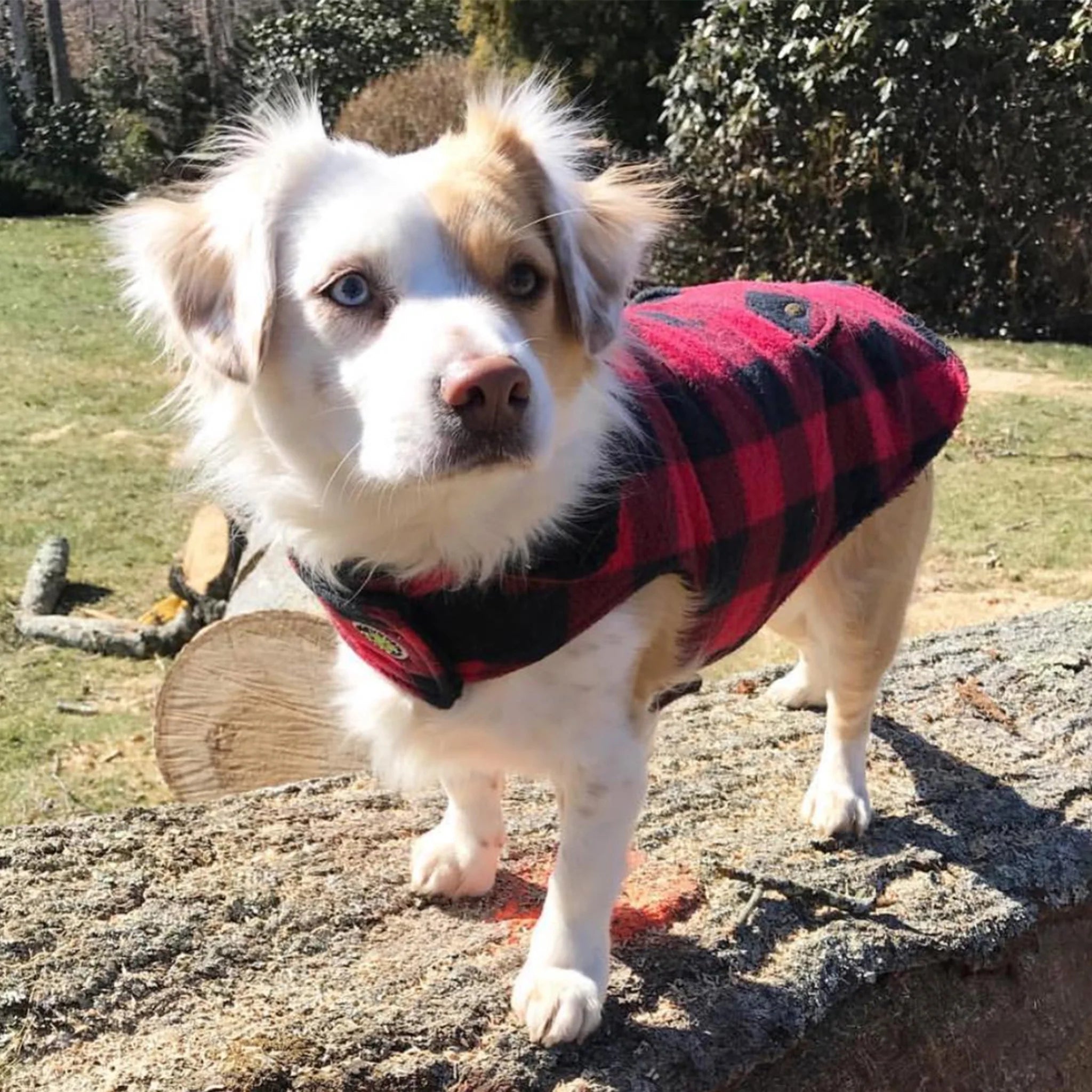 Dog wearing a red and black checkered coat standing on a rock outdoors.