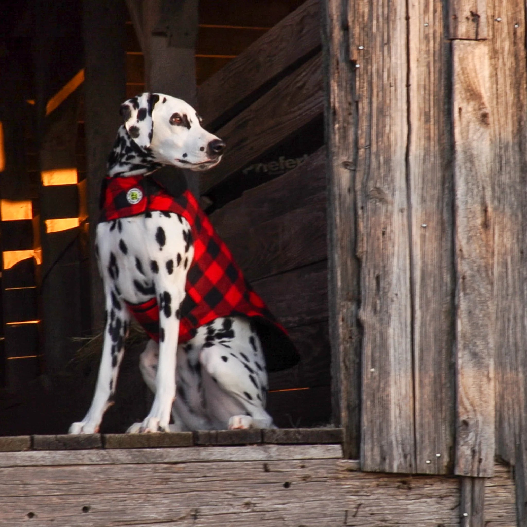 Dalmatian dog wearing a red plaid coat standing on wooden steps.
