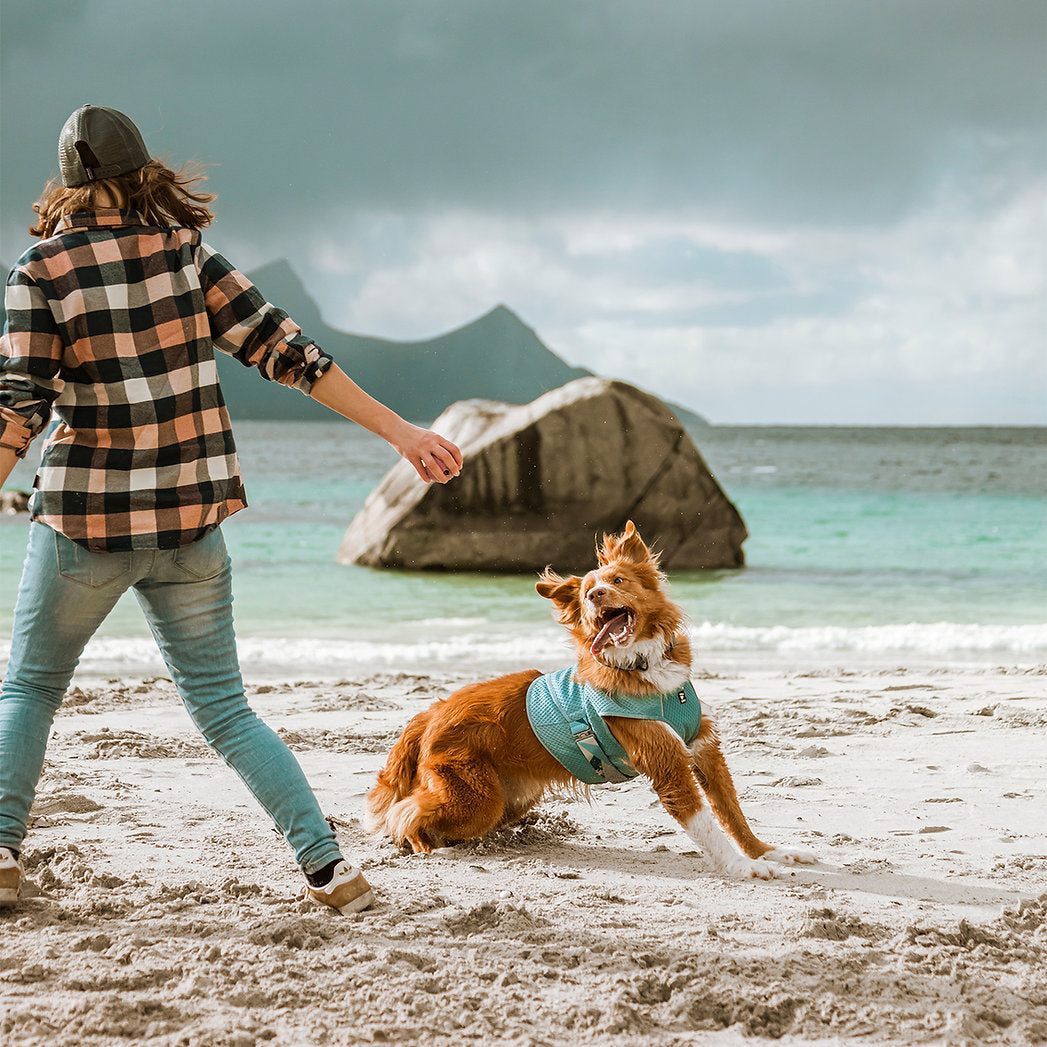 cooling-wrap-dog-summer-vest