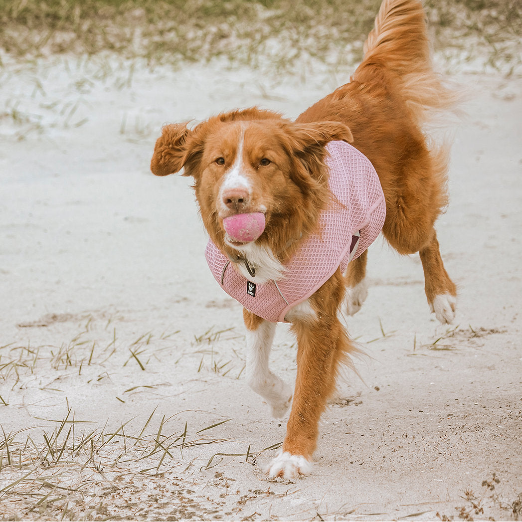 cooling-wrap-dog-summer-vest