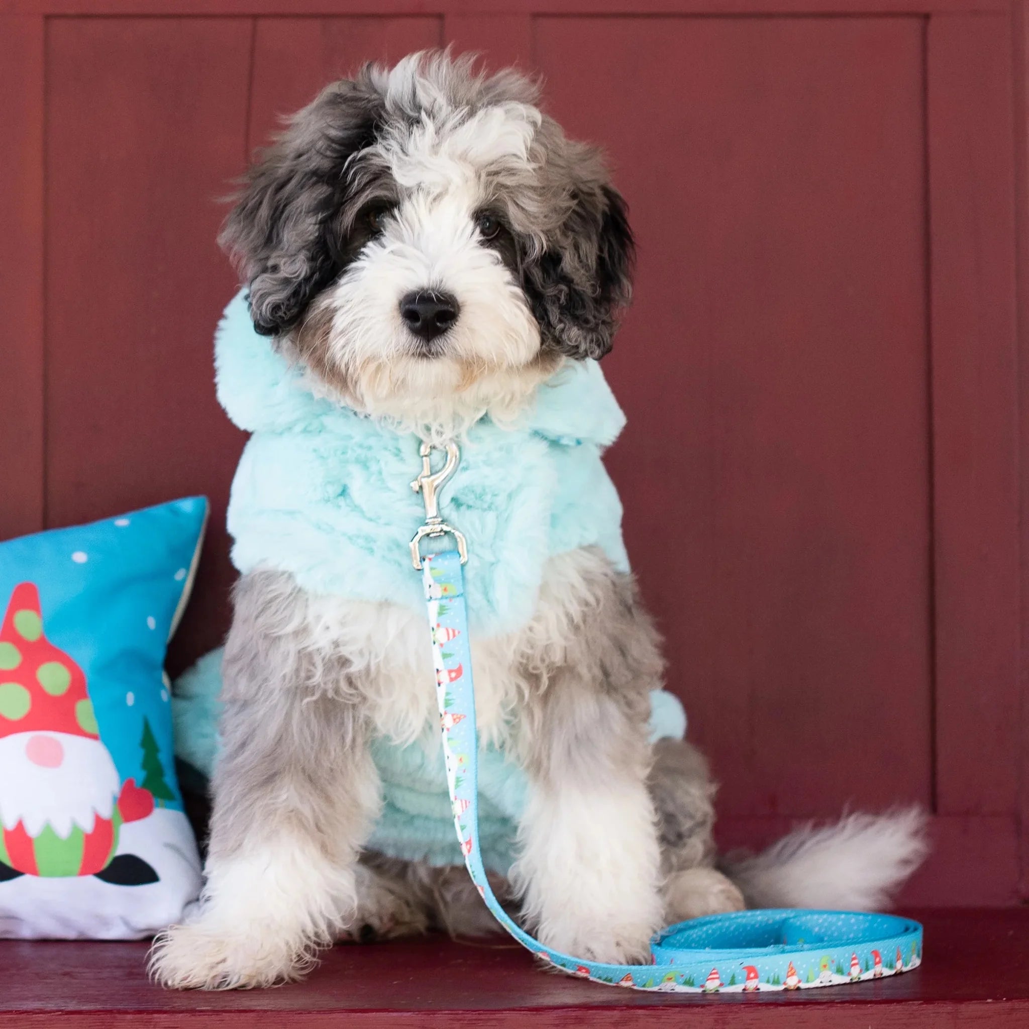 Dog wearing a light blue hoodie with a red background