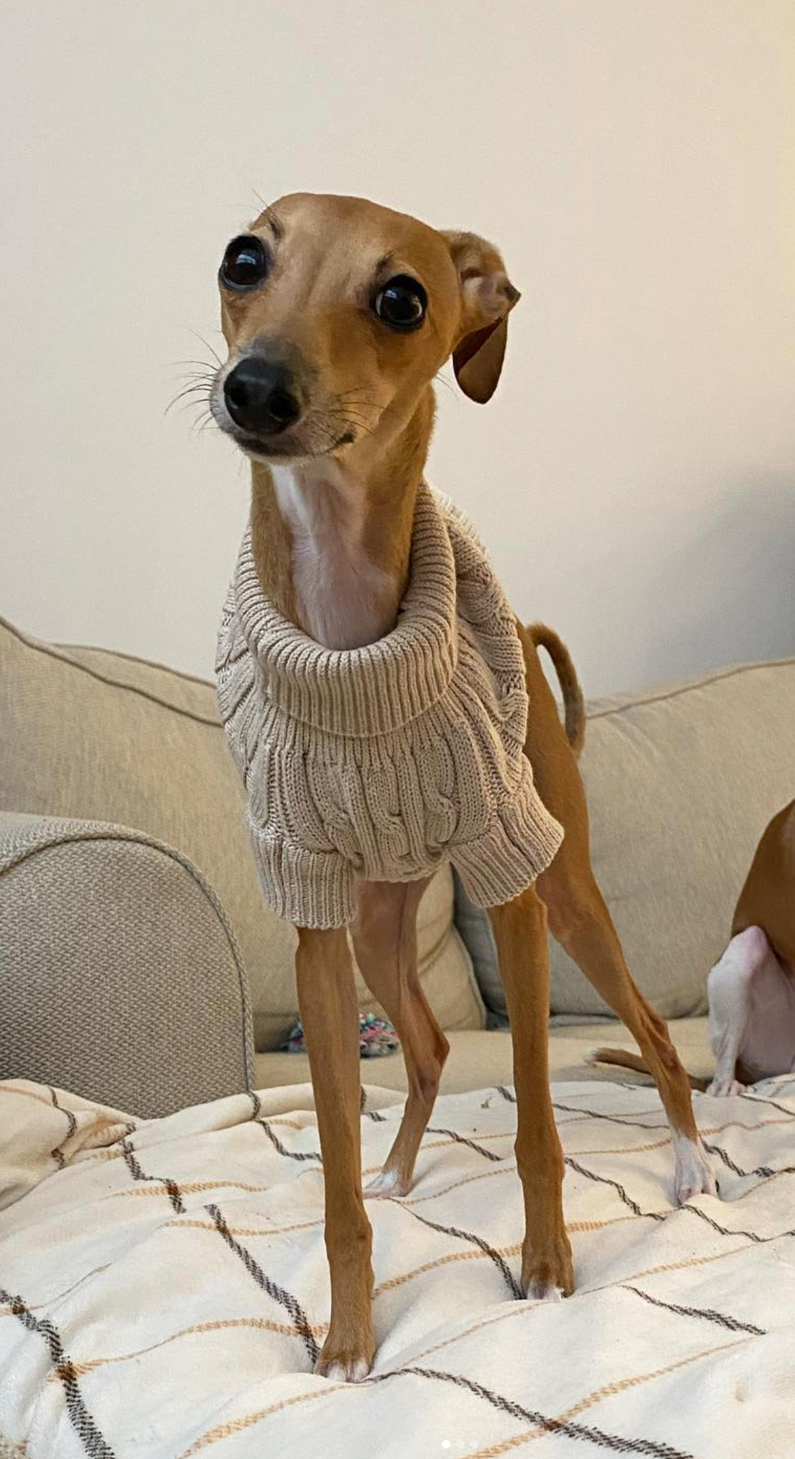 Sweater | Cable Knit