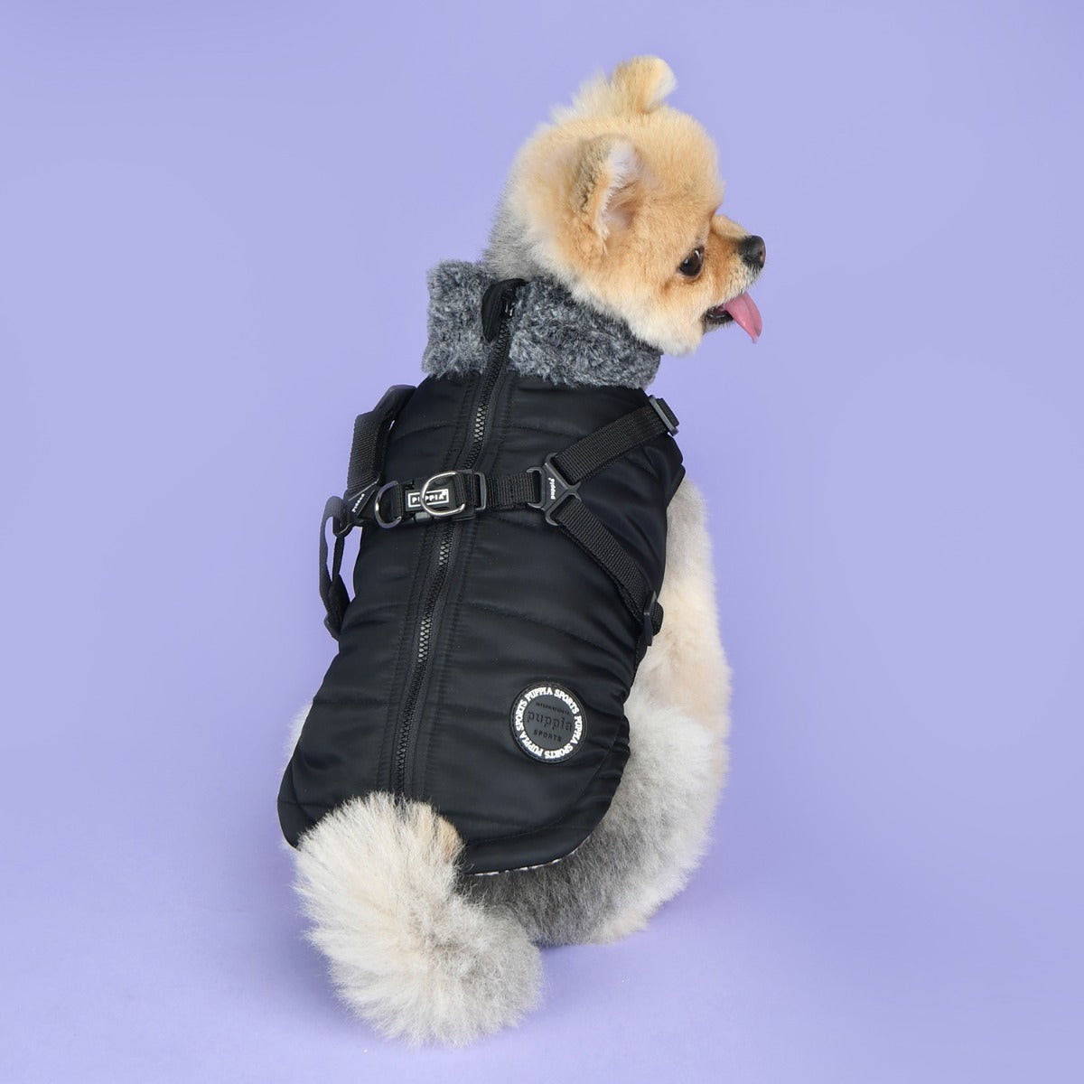 Dog wearing a black puffer vest on a purple background