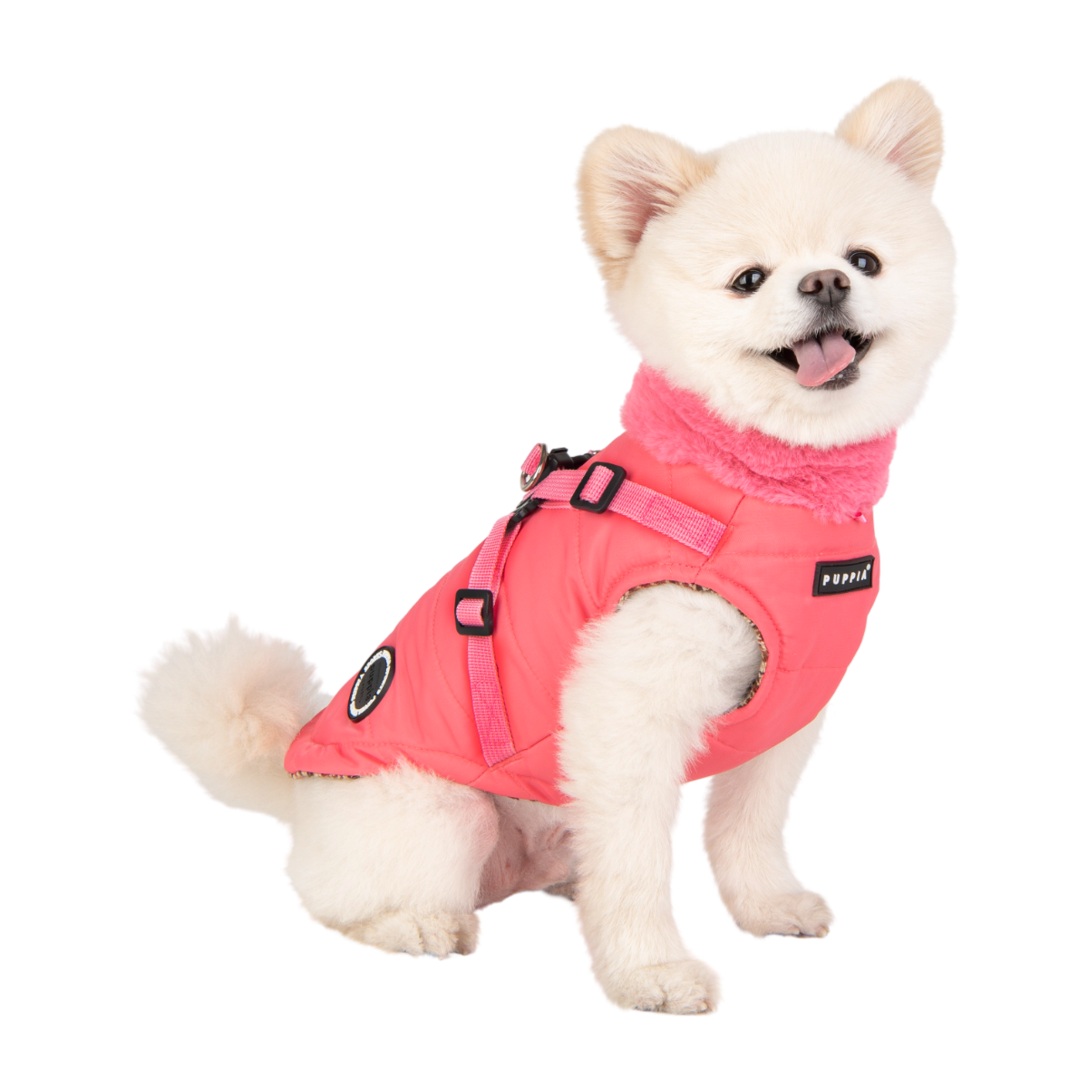 Small dog wearing a pink jacket on a white background
