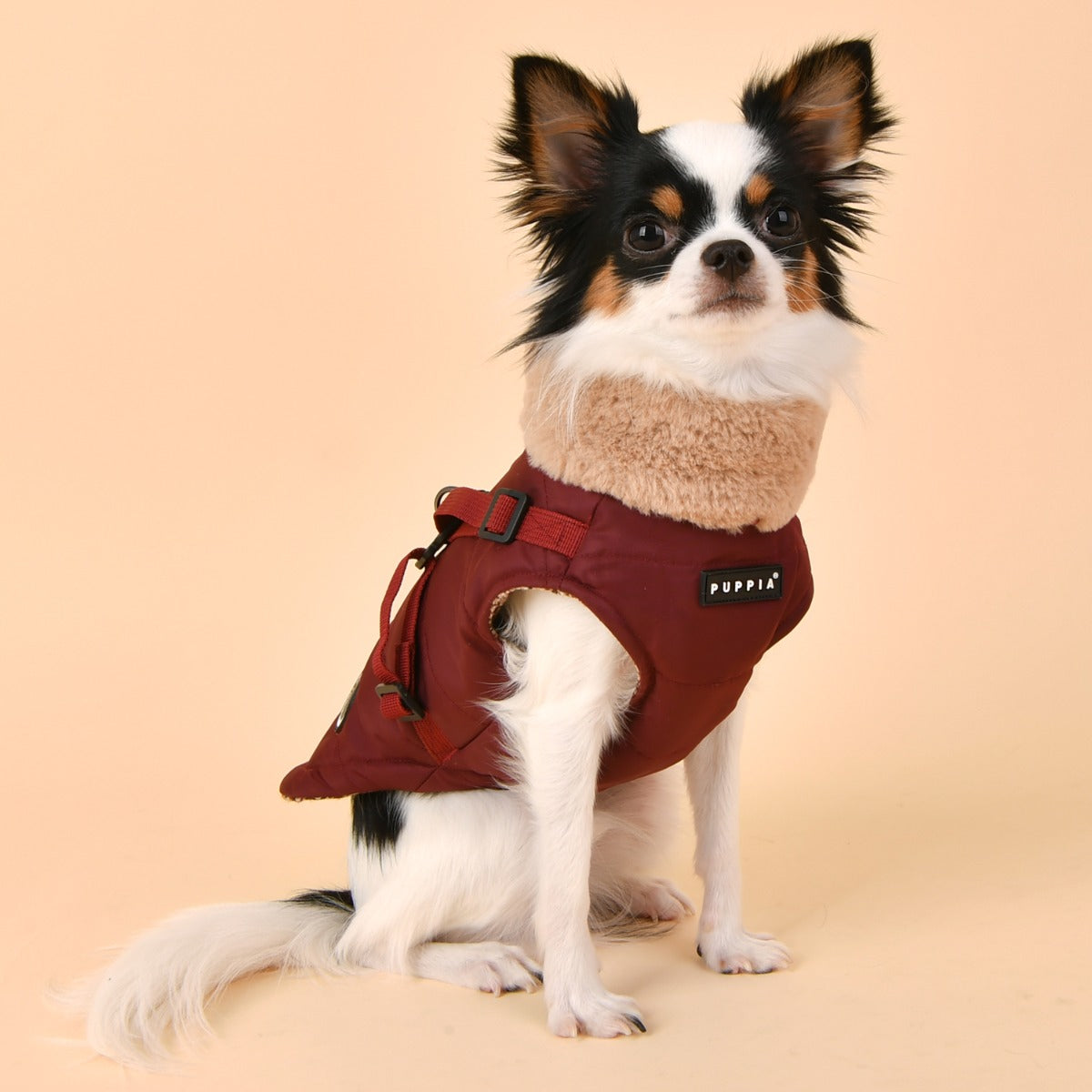 Small dog wearing a brown winter coat on a beige background