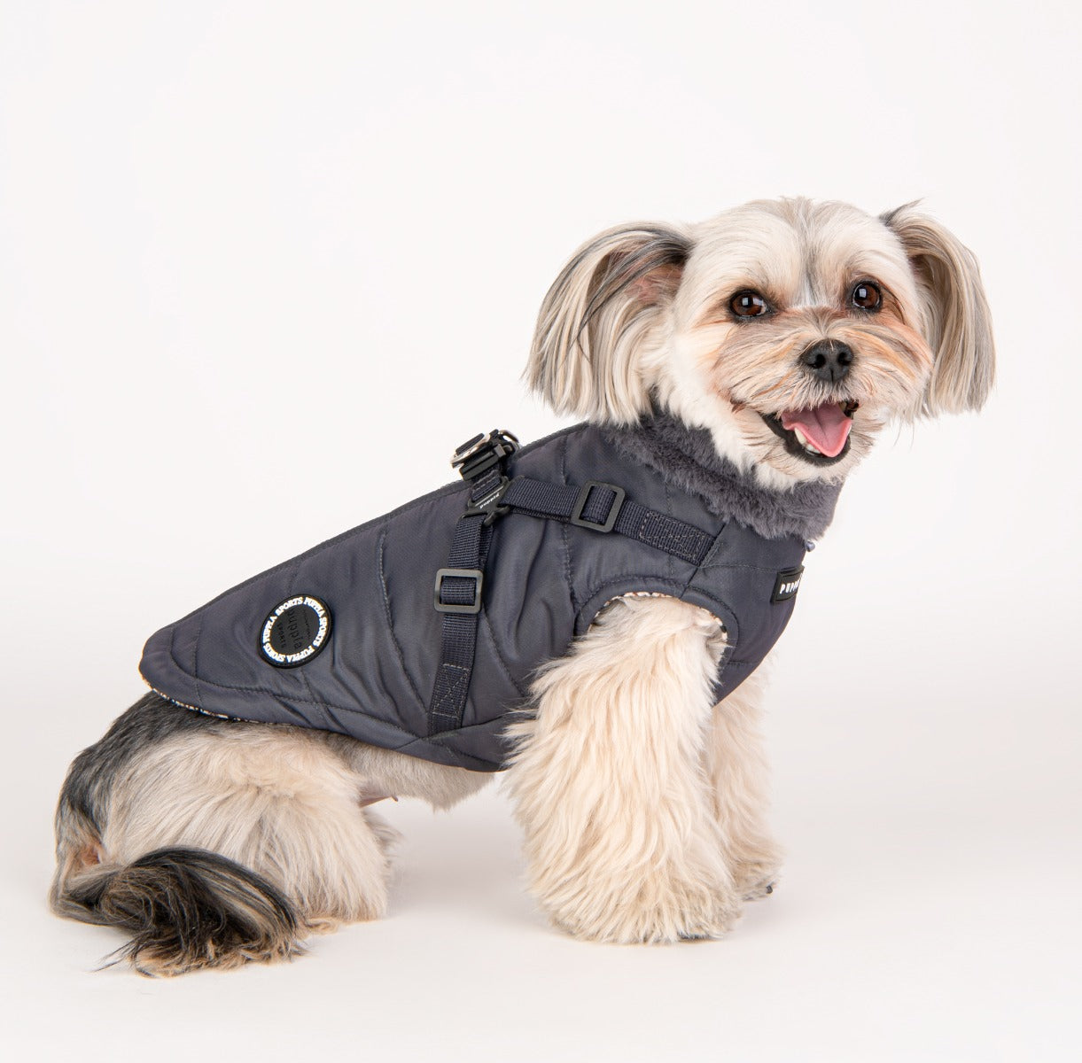 Small dog wearing a gray winter coat on a white background