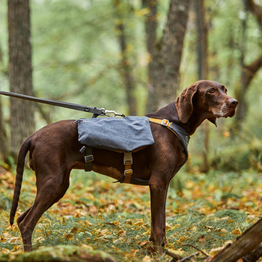 Dog wearing a blue backpack in a forest setting