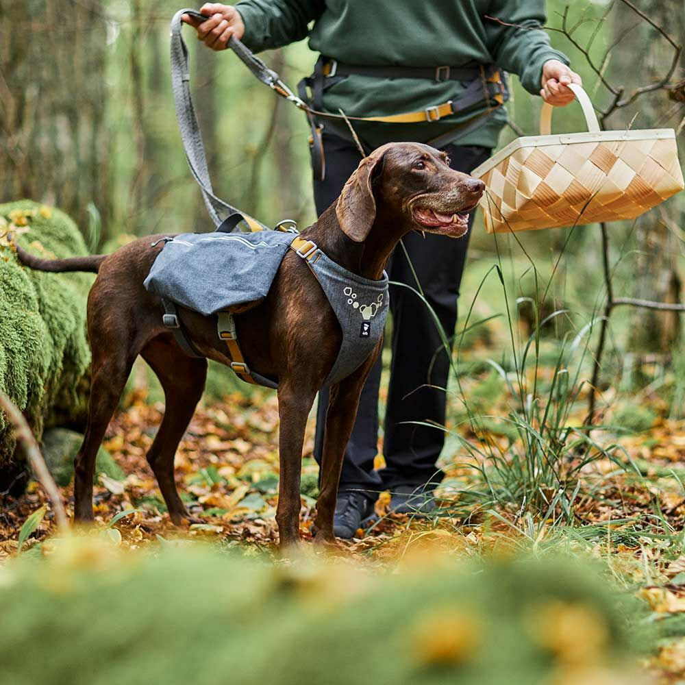 Dog on a leash with a person holding a basket in a forest setting