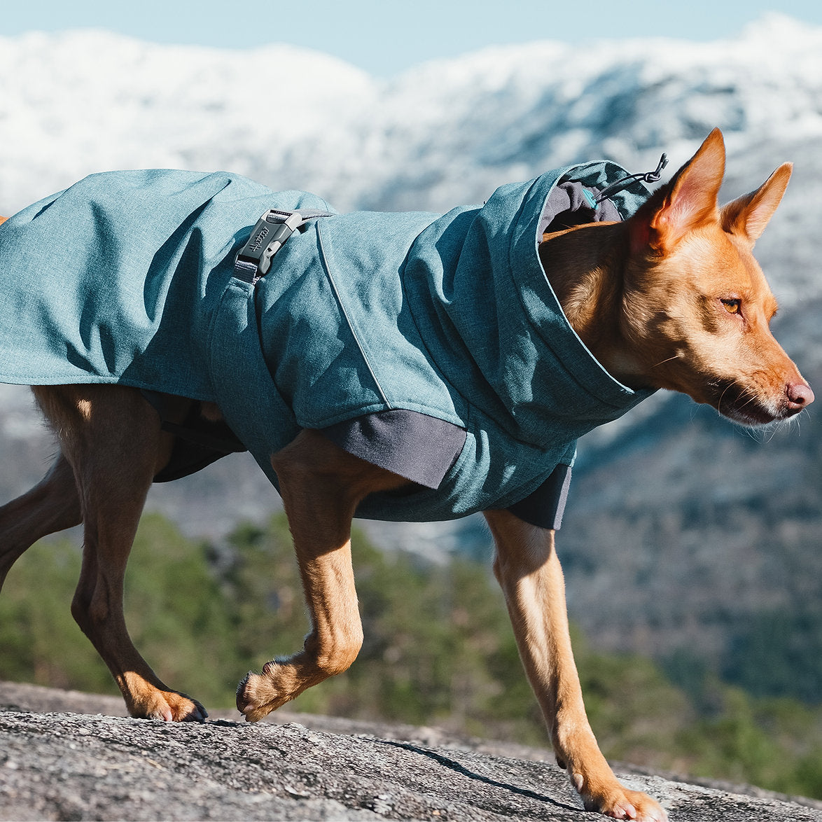 expedition-parka-dog-coat