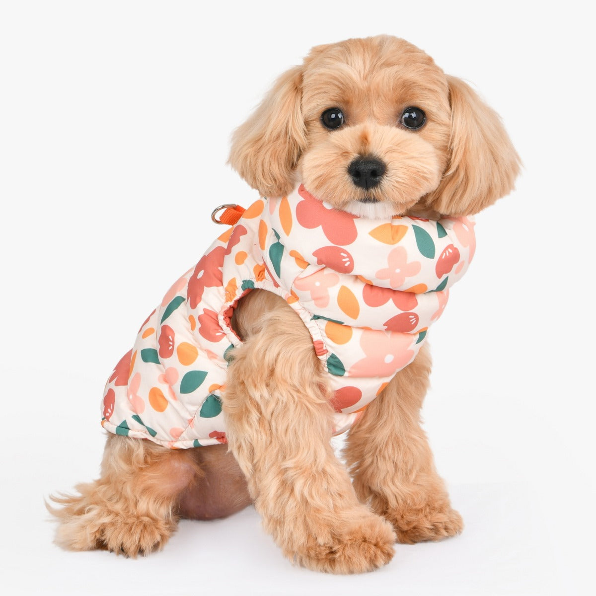 Small dog wearing a colorful floral outfit on a white background