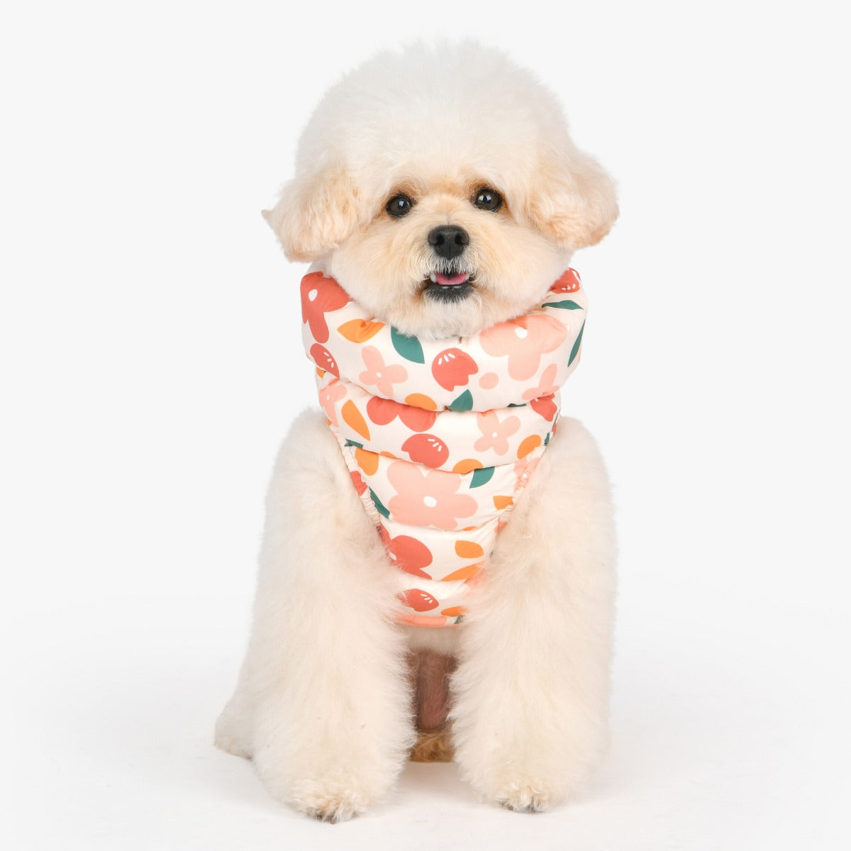 Small dog wearing a colorful bandana with cherry pattern on a white background
