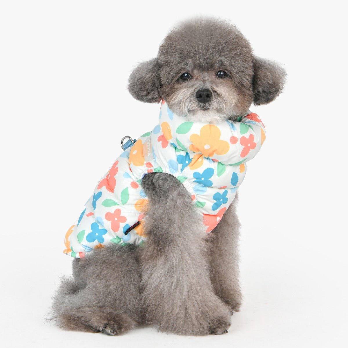 Small dog wearing a colorful floral-patterned harness on a white background