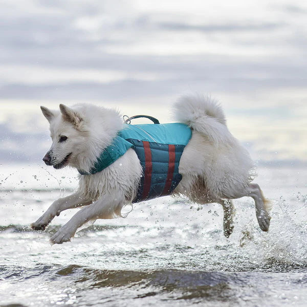 White dog running in water wearing a blue life jacket.