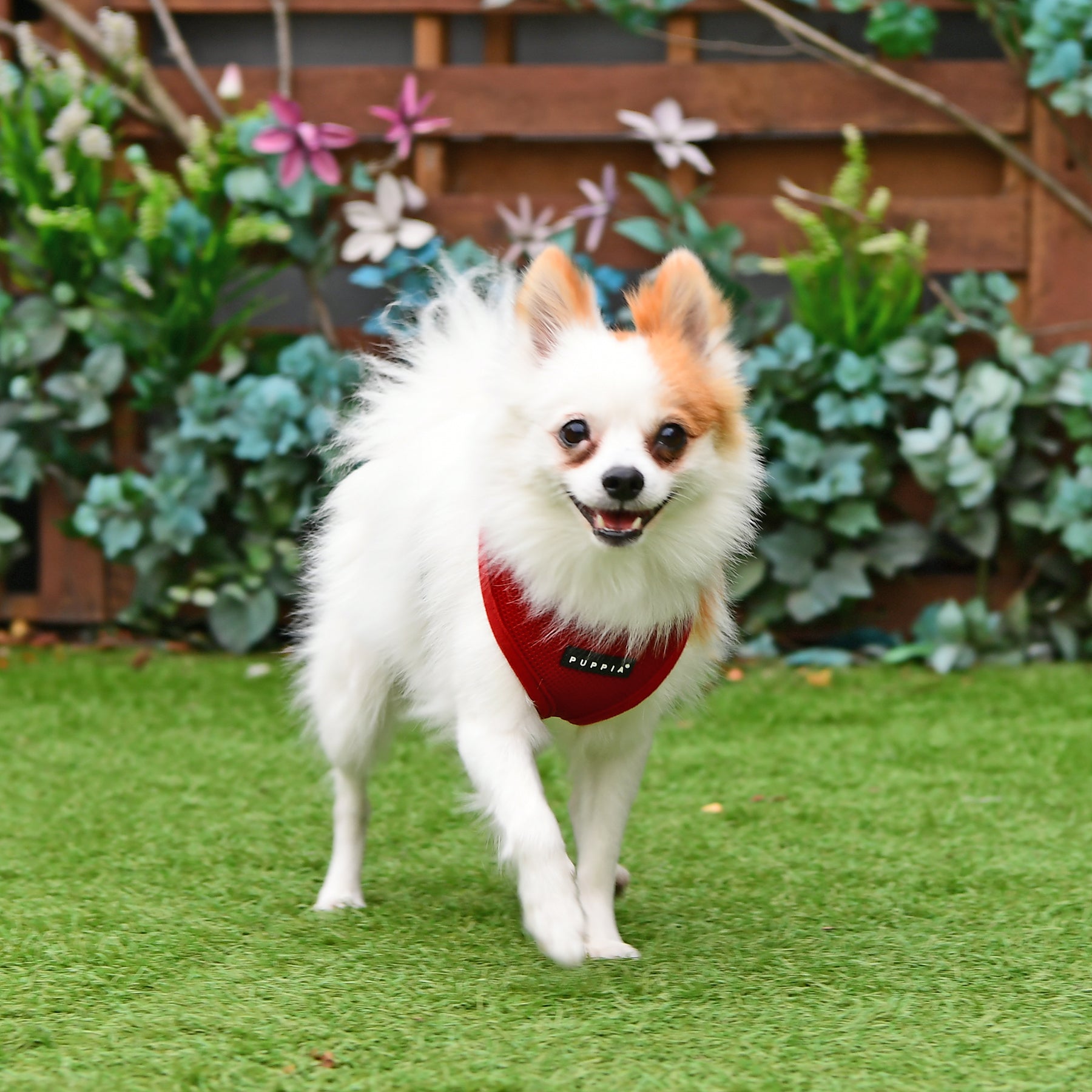 Small white and brown dog wearing a red harness on a grassy area with plants in the background