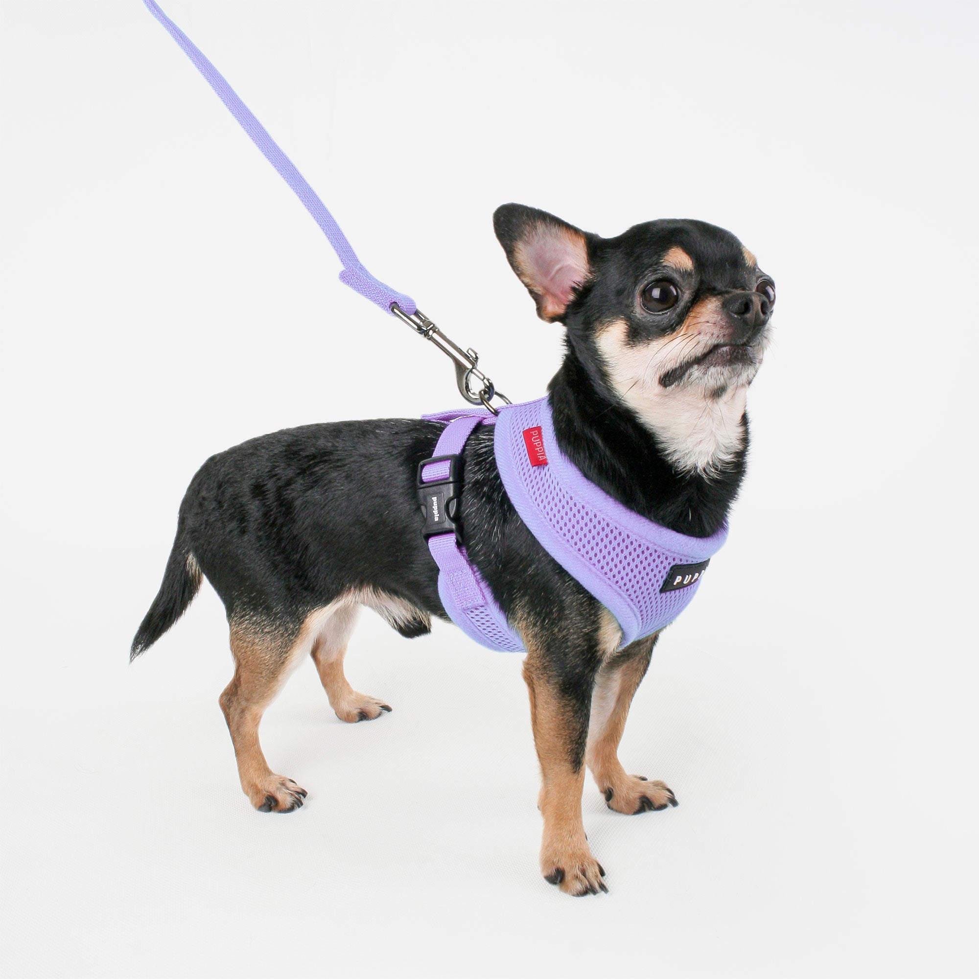 Small dog wearing a purple harness on a white background