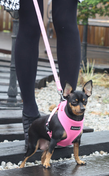 Dog wearing a pink harness and leash, standing on a wooden deck.