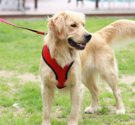 Dog wearing a red harness on a grassy field