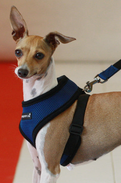 Dog wearing a blue harness with a leash, standing on a red and white floor.