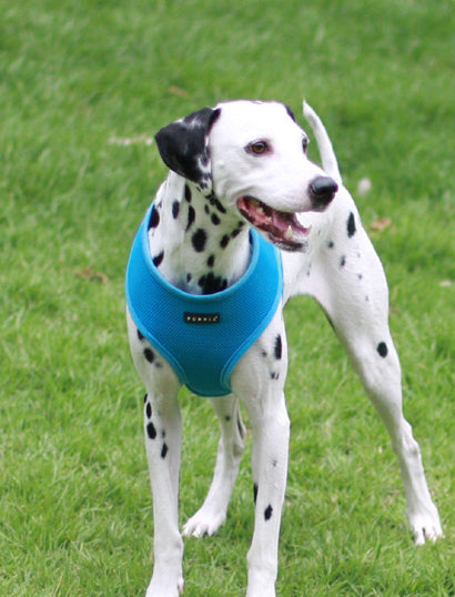 Dalmatian dog wearing a blue harness on a grassy field