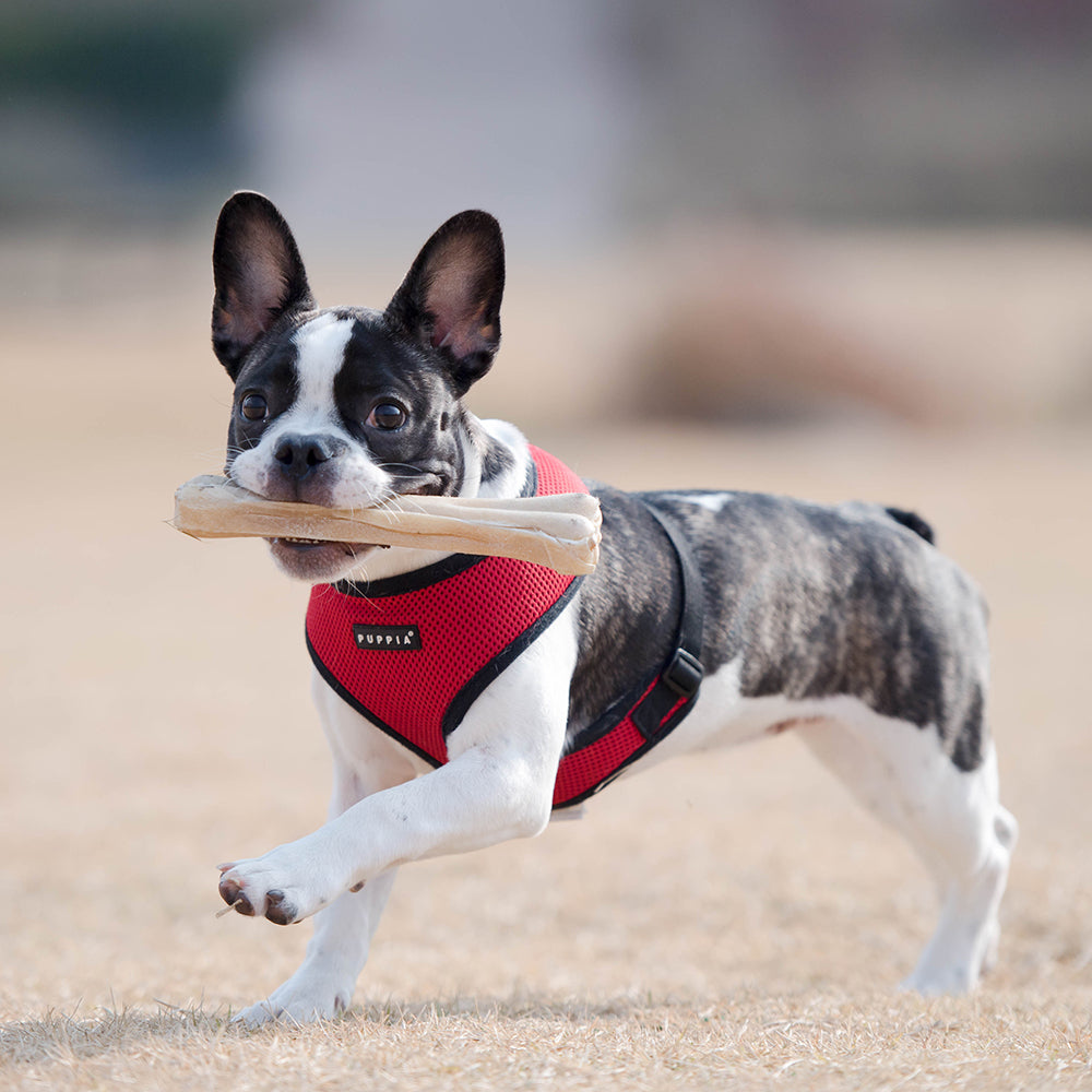 Dog running on a beach with a stick in its mouth, wearing a red harness.