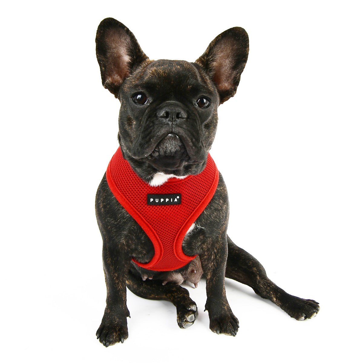 Dog wearing a red harness with 'Puppia' branding on a white background