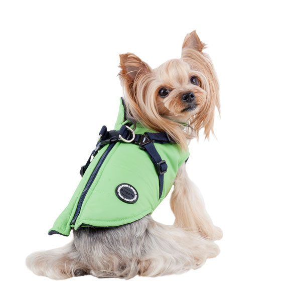 Small dog wearing a green jacket on a white background