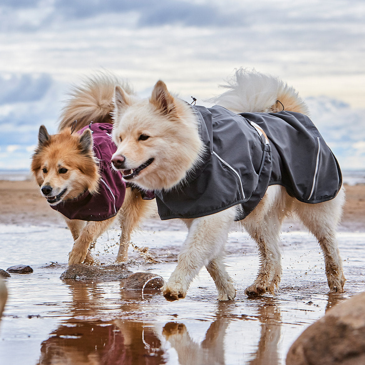 Two dogs wearing coats walking on a beach.