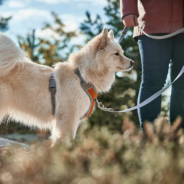 multi-long-running-dog-leash