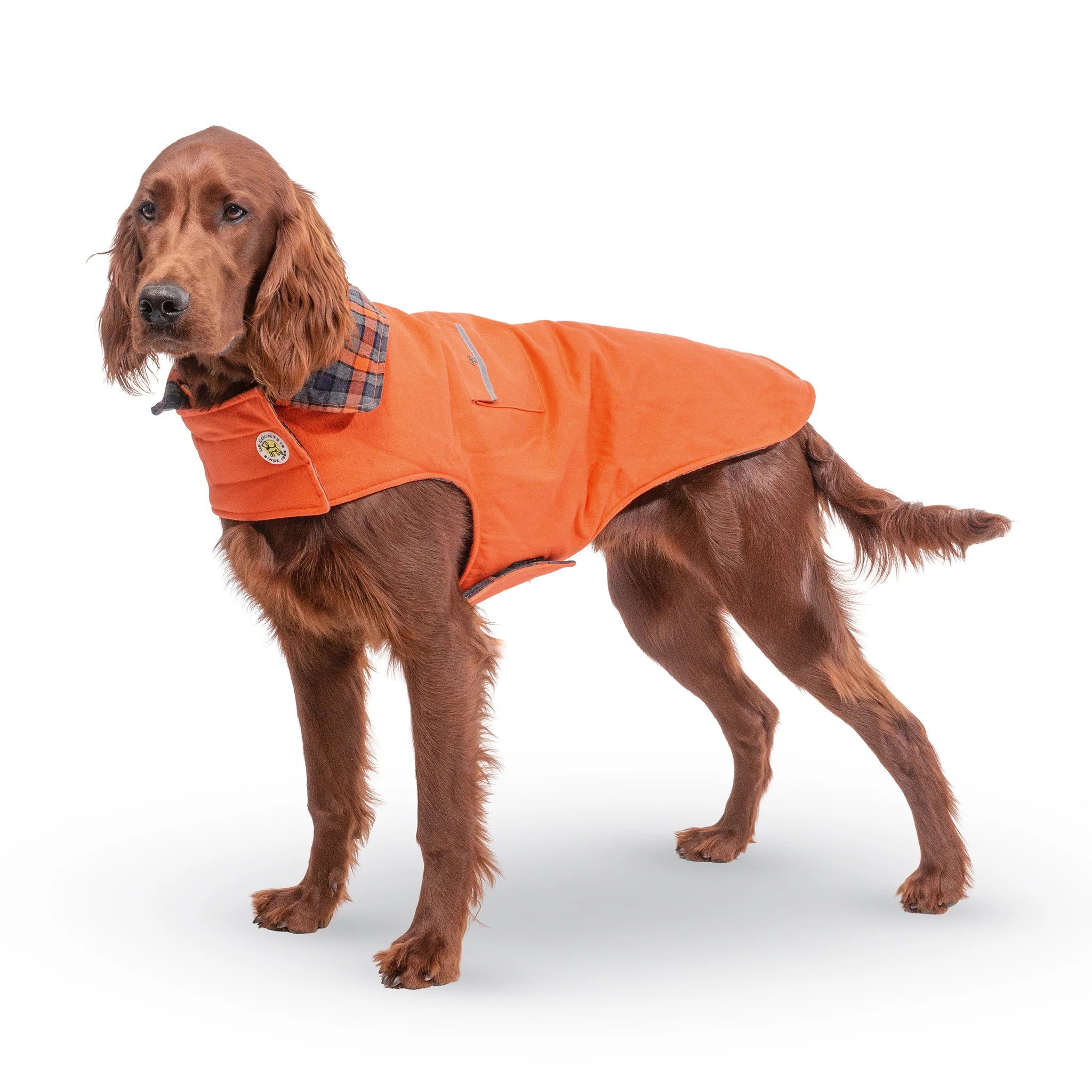 Dog wearing an orange coat on a white background