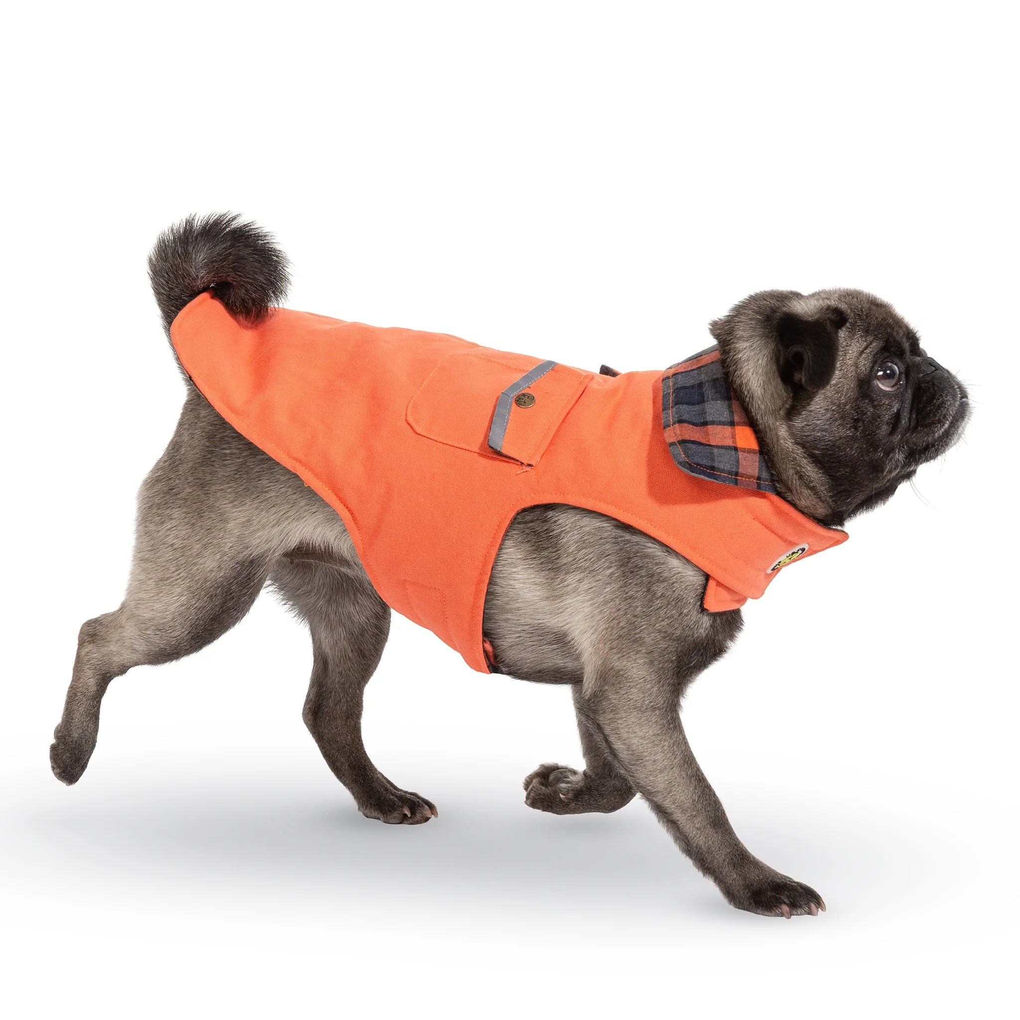 Pug wearing an orange coat with a plaid collar on a white background