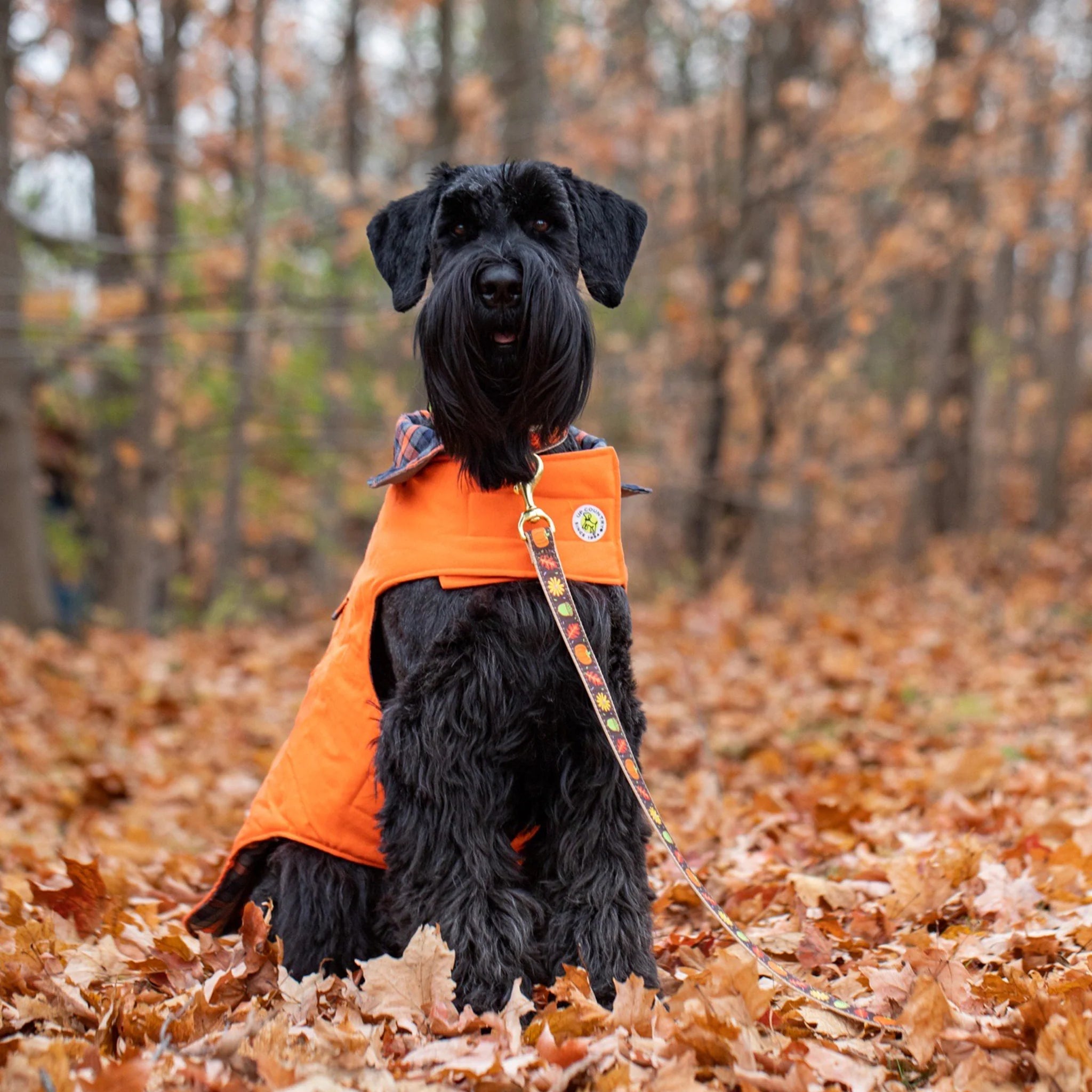Black dog wearing an orange vest in a forest with autumn leaves